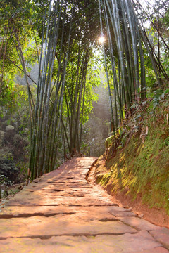 竹林 小路 逆光摄影