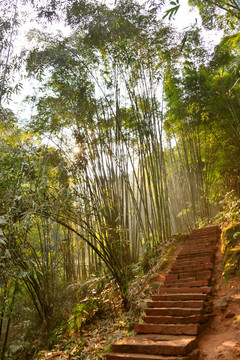 竹林 小路 石梯台阶