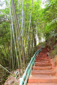 竹林 小路 石梯台阶