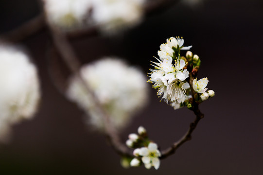 樱桃花