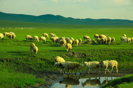 湿地草原羊群远山