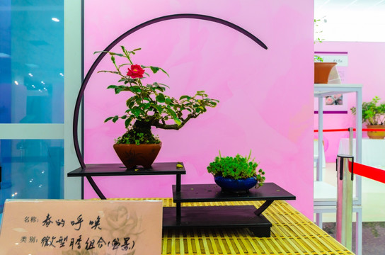 月季展 鲜花展