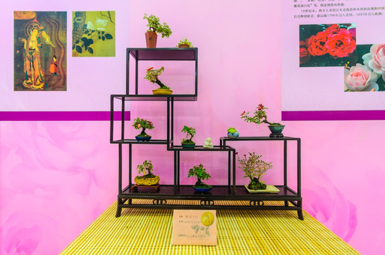 月季展