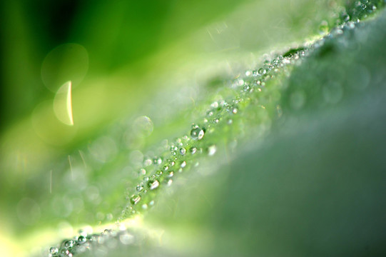 树叶露水
