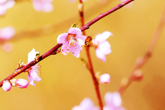 桃花盛开