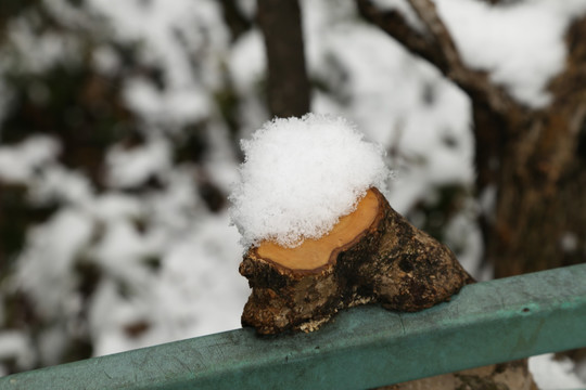 雪景树枝