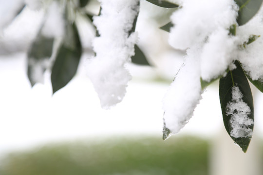 雪景特写