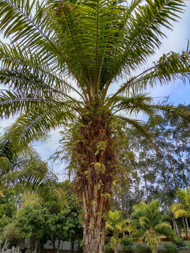 油棕 油棕树 椰子树