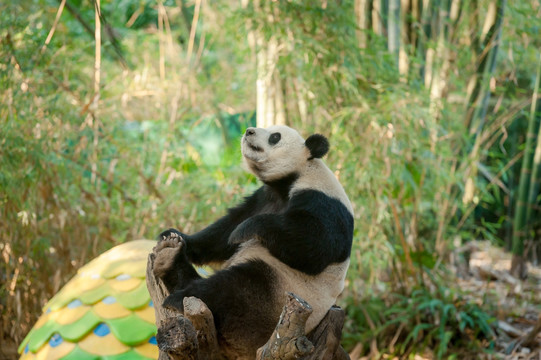长隆大熊猫