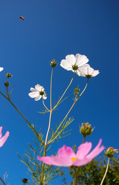 格桑花