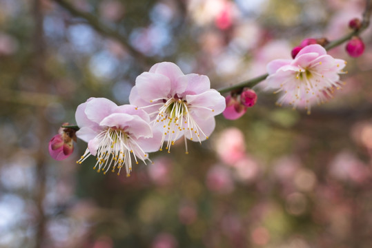 桃花盛开