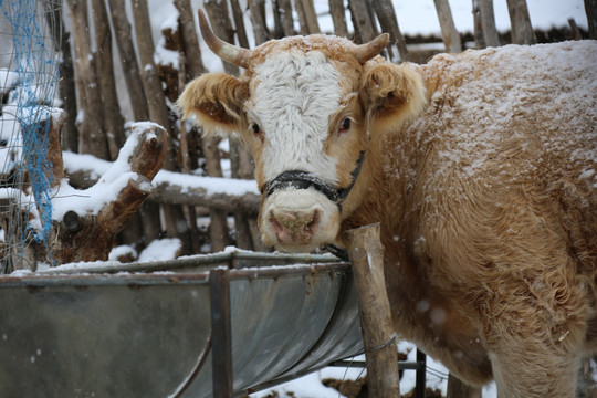雪中回头深望的牛