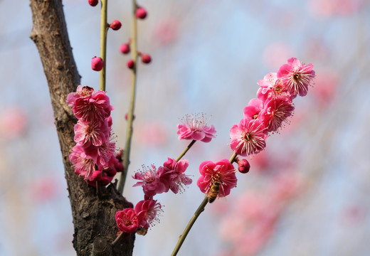 梅花 花卉