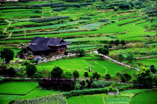 田间木层