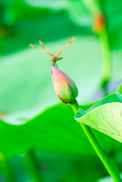 蜻蜓