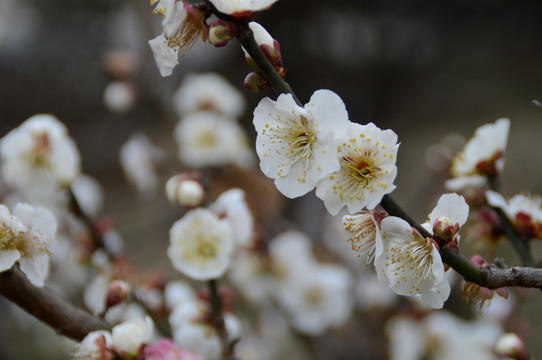 桃花