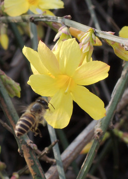 迎春花和蜜蜂