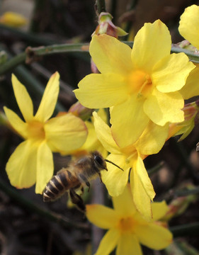 蜜蜂 黄花