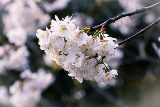 李子花