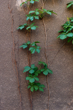 爬山虎 绿色植物墙