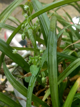 繁缕花