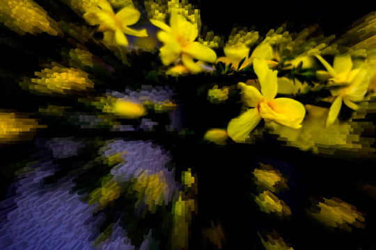 迎春花 黄花