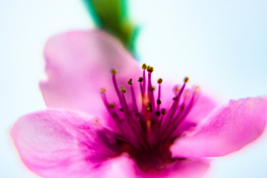 一朵桃花