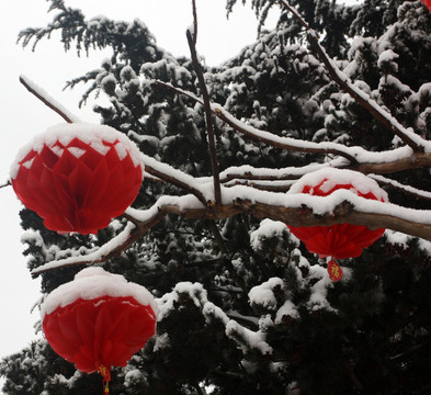 雪落红灯笼