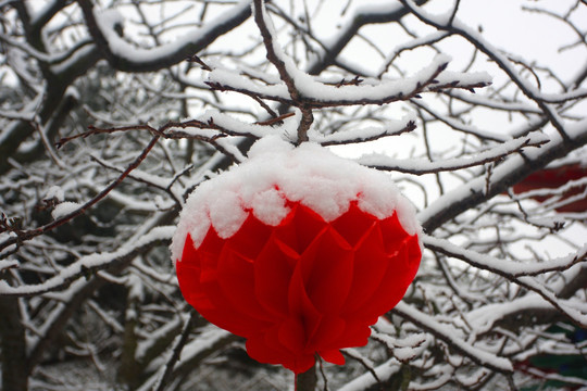 雪落红灯笼