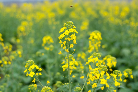 油菜花