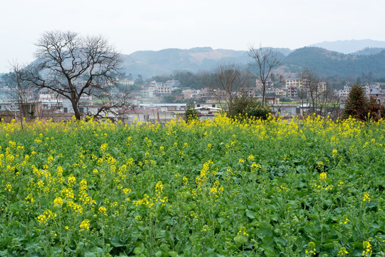 乡村风景