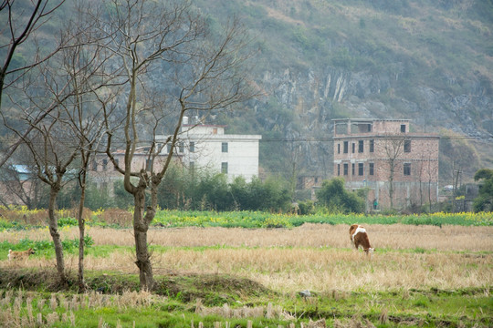 乡村风景