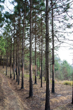 树 荒野