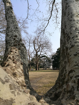 上海动物园 梧桐树