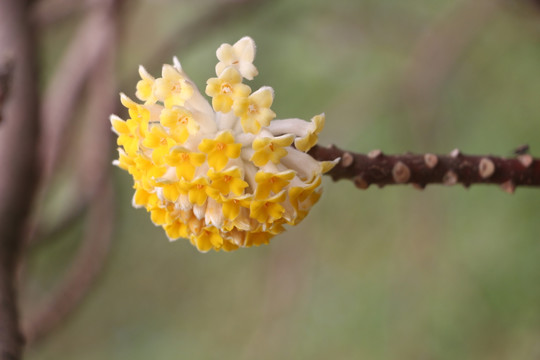 结香花开 （6）