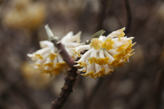 结香花开 （58）