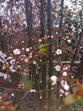 桃花枝干