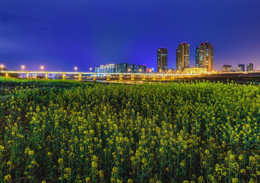 油菜花城市夜景