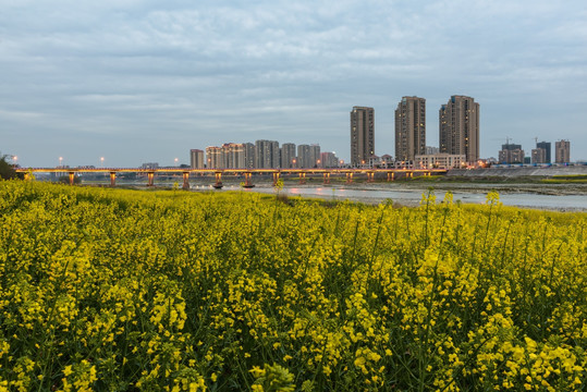 油菜花城市夜景