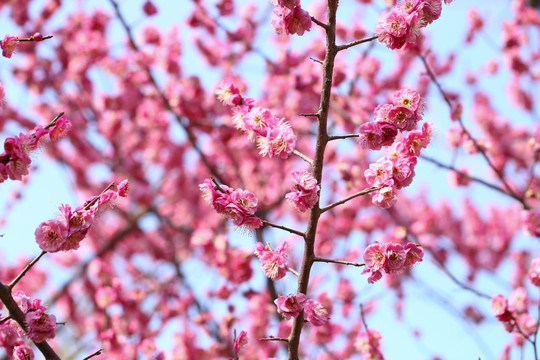 梅花