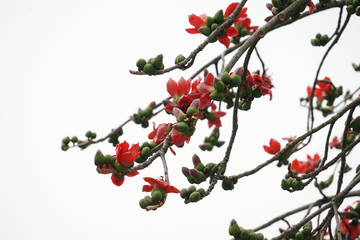 木棉花 红棉