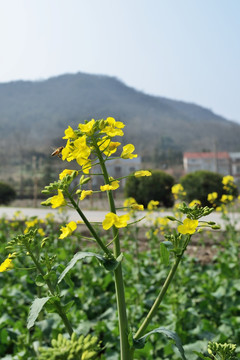 油菜花