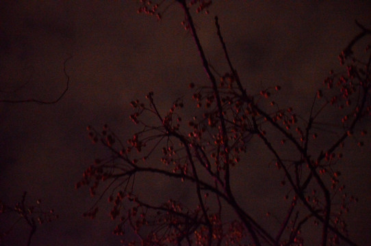午夜树木拍摄