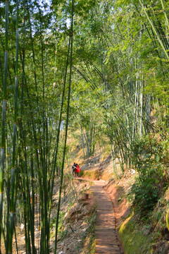 竹林 小路 游人