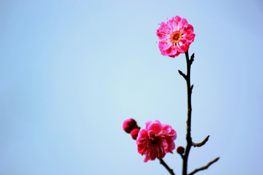 梅花