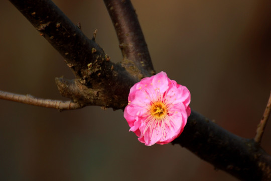 梅花