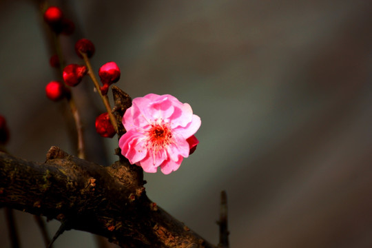 梅花