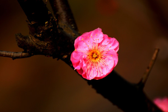 梅花
