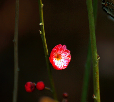 梅花