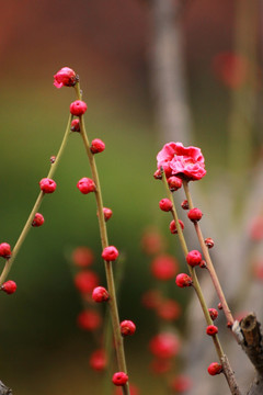 梅花